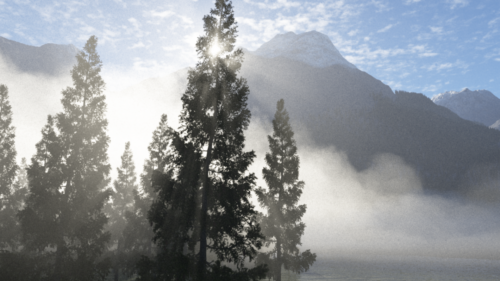 Foggy Mountain Woods